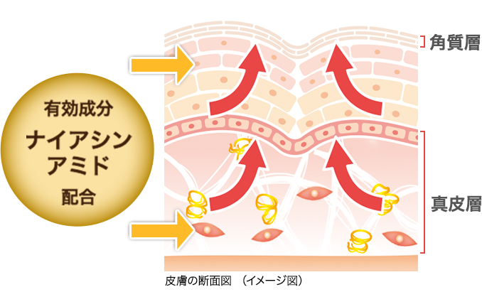 皮膚の断面図（イメージ図）: 有効成分ナイアシンアミド配合