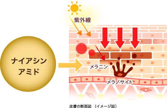 皮膚の断面図（イメージ図）: ナイアシンアミド
