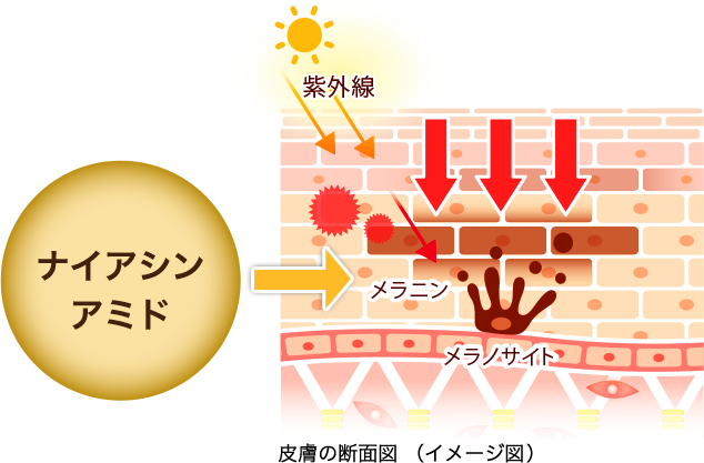 皮膚の断面図（イメージ図）: ナイアシンアミド