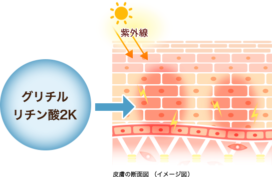 皮膚の断面図（イメージ図）: グリチルリチン酸2K
