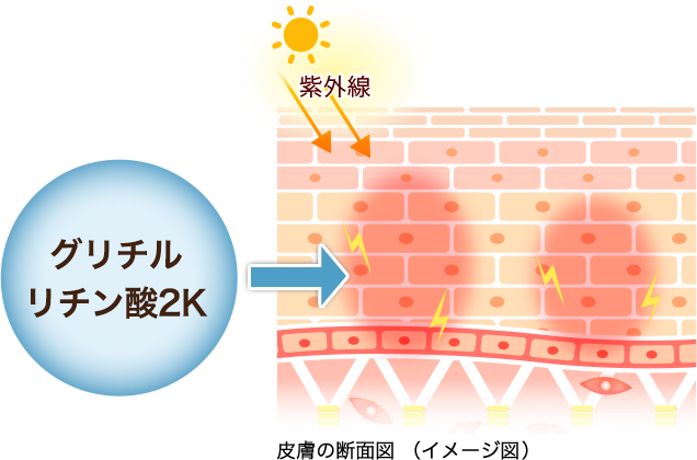 皮膚の断面図（イメージ図）: グリチルリチン酸2K