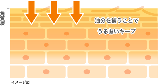 イメージ図: 油分を補うことでうるおいキープ