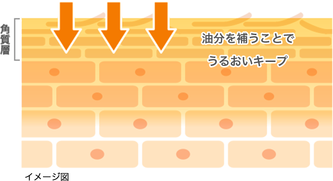 イメージ図: 油分を補うことでうるおいキープ