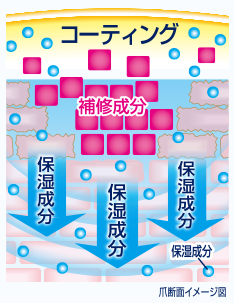 コーティング 補修成分 保湿成分 