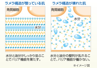 ラメラ構造図