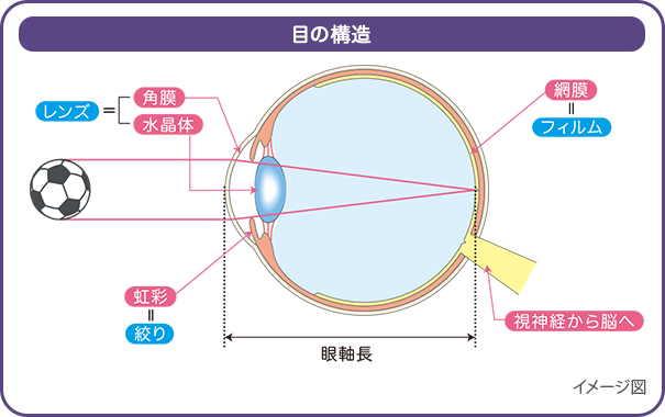 目の構造