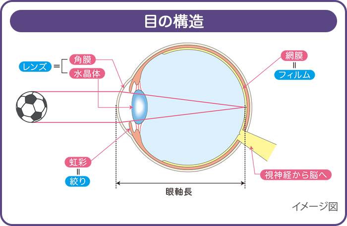 目の構造