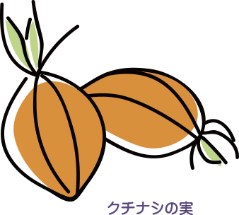 クチナシの実