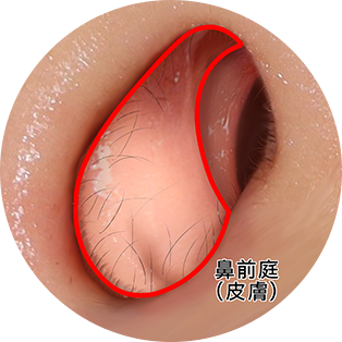 正常な鼻の穴