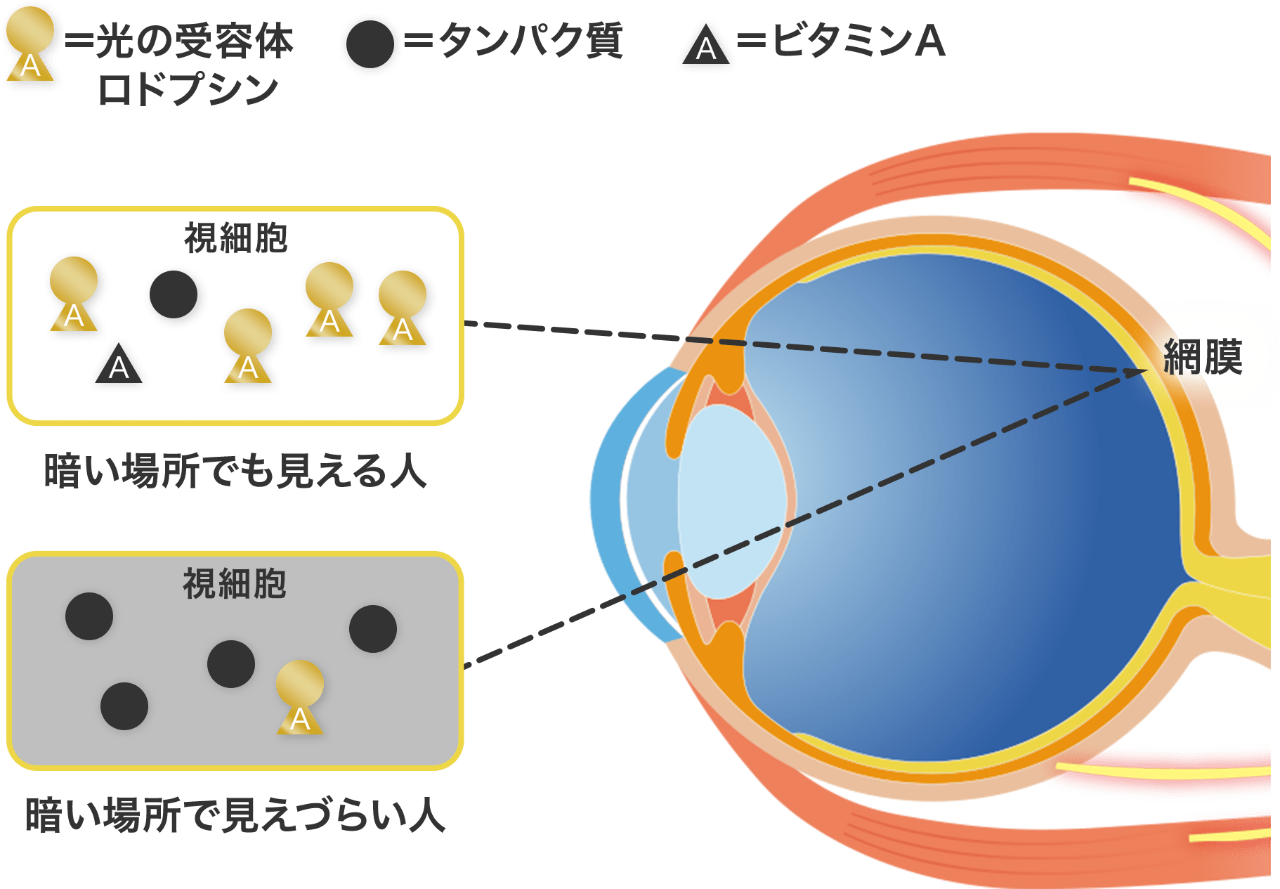 暗闇でも光を受け取るためには、たんぱく質とビタミンAから成るロドプシンが必須です。ビタミンAが不足すると、ロドプシンが作られず、暗い場所でのわずかな光を受け取れないため、見えづらくなります。