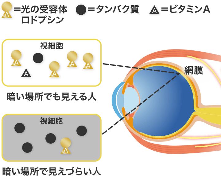 暗闇でも光を受け取るためには、たんぱく質とビタミンAから成るロドプシンが必須です。ビタミンAが不足すると、ロドプシンが作られず、暗い場所でのわずかな光を受け取れないため、見えづらくなります。